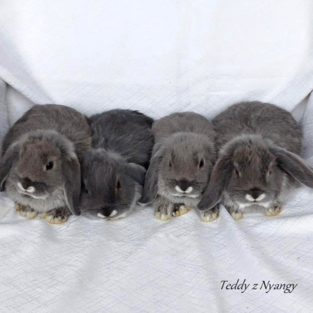 Vrh C28 - VOLNÝ 1 KLUK A 1 HOLČIČKA K REZERVACÍM !!!